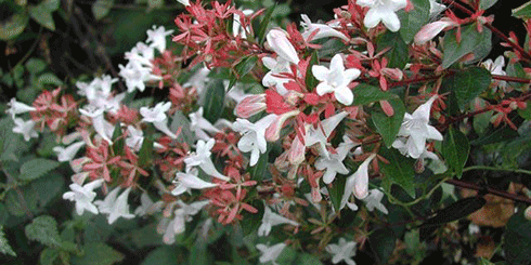 Glossy Abelia