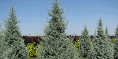 Arizona Cypress