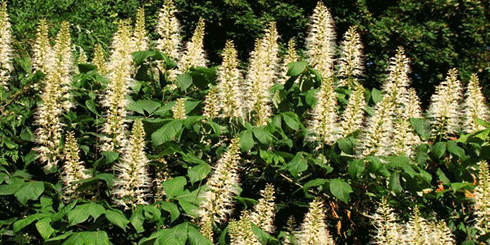 Bottlebrush Buckeye