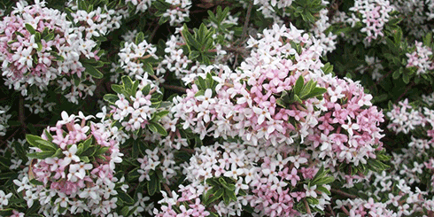 Burkwood Daphne