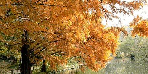 Dawn Redwood