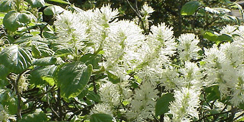 Fothergilla
