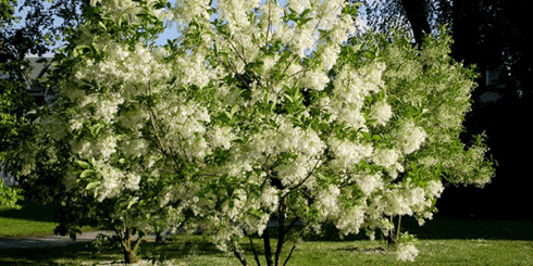 White Fringetree