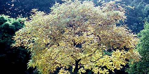 Golden Rain