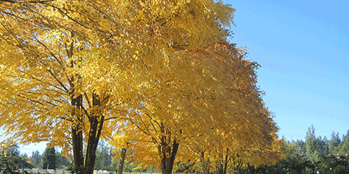 Katsura