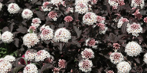 Common Ninebark