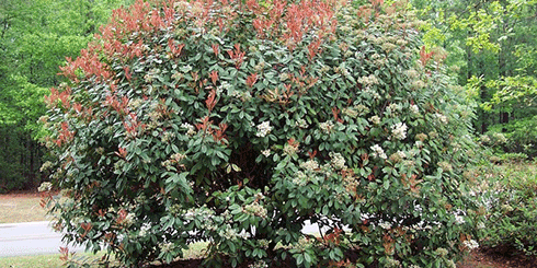 Red Tip Photinia