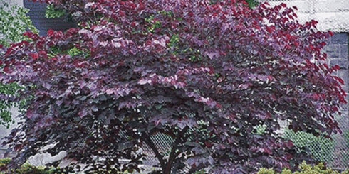Redbud Forest Pansy
