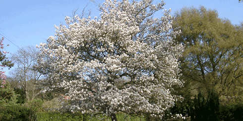 Serviceberry