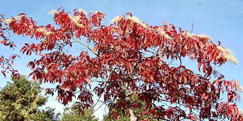 Sourwood