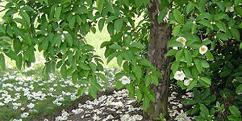 Stewartia