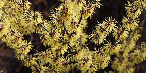 Witchhazel